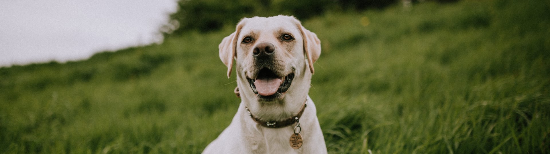 Cagnolone