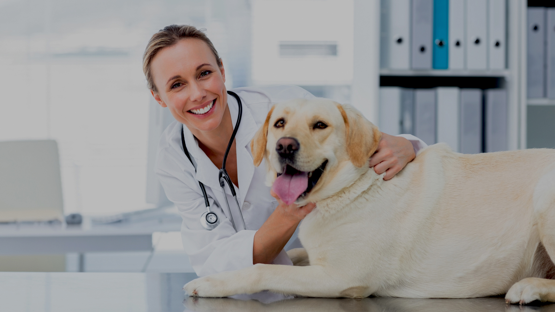 veterinario